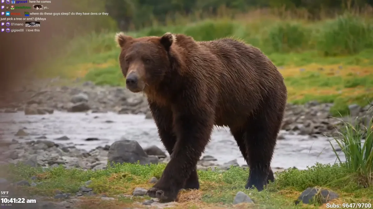 Brown bear walking beside a rocky stream
