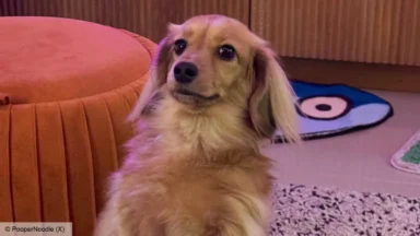 Small long-haired tan dog sitting indoors