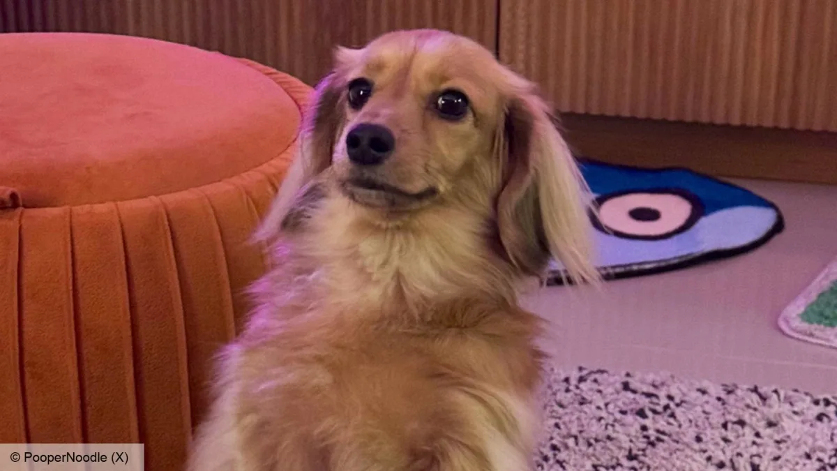 Small long-haired tan dog sitting indoors