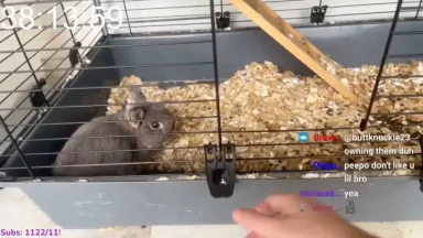 Gray chinchilla inside cage with wood shavings
