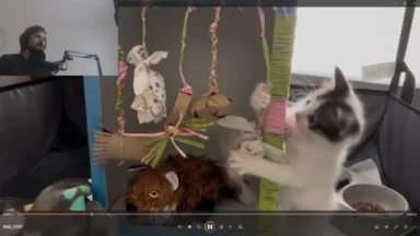 Kitten playing with hanging toys in enclosure
