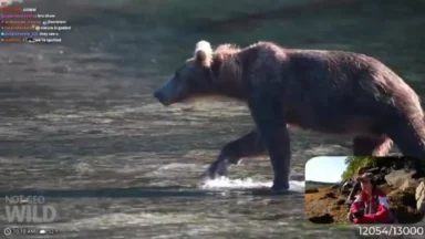 Brown bear wades through shallow river during livestream