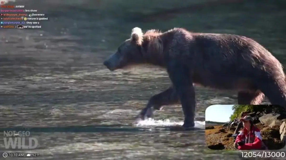 Brown bear wades through shallow river during livestream