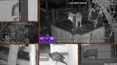 Live cameras of animals at night on Twitch